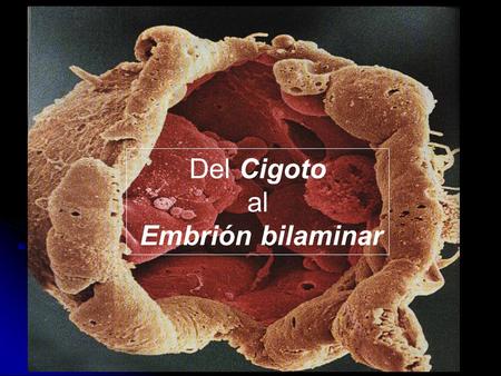 Del Cigoto al Embrión bilaminar.