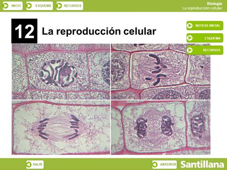 12 NOTICIA INICIAL La reproducción celular ESQUEMA RECURSOS.