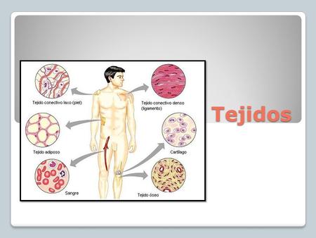 Tejidos.