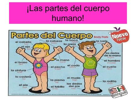 ¡Las partes del cuerpo humano!