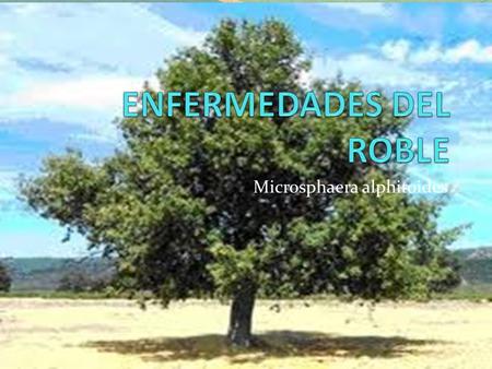 ENFERMEDADES DEL ROBLE