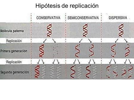 Hipótesis de replicación