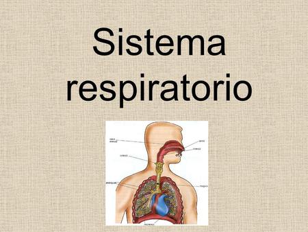 Sistema respiratorio.