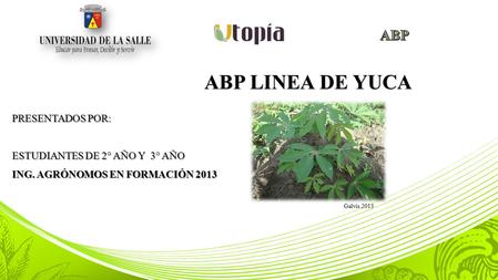 ABP LINEA DE YUCA PRESENTADOS POR: ESTUDIANTES DE 2° AÑO Y 3° AÑO ING. AGRÓNOMOS EN FORMACIÓN 2013 Galvis.2013.