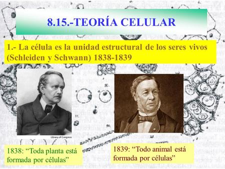 8.15.-TEORÍA CELULAR 1.- La célula es la unidad estructural de los seres vivos (Schleiden y Schwann) 1838-1839 1839: “Todo animal está formada por células”
