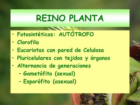 REINO PLANTA Fotosintéticos: AUTÓTROFO Clorofila