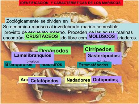 Cirrípedos Decápodos Zoológicamente se dividen en