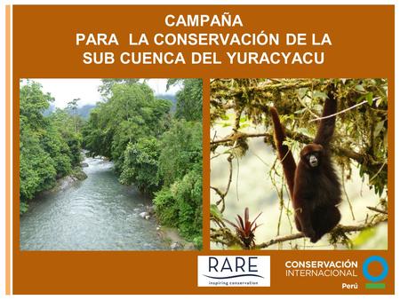 CAMPAÑA PARA LA CONSERVACIÓN DE LA SUB CUENCA DEL YURACYACU.