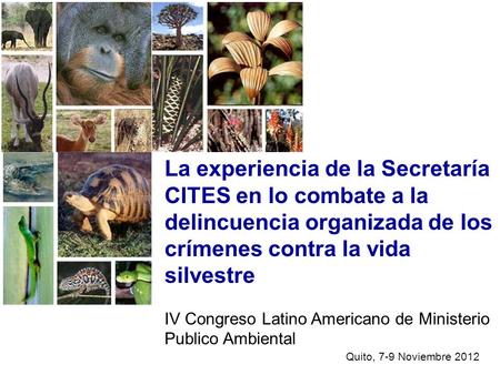 La experiencia de la Secretaría CITES en lo combate a la delincuencia organizada de los crímenes contra la vida silvestre IV Congreso Latino Americano.