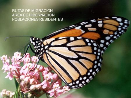 RUTAS DE MIGRACION AREA DE HIBERNACION POBLACIONES RESIDENTES.