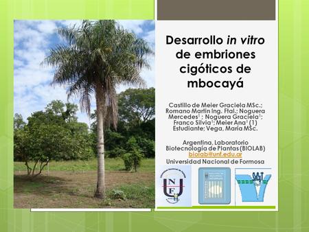 Desarrollo in vitro de embriones cigóticos de mbocayá