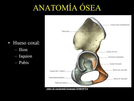 ANATOMÍA ÓSEA Hueso coxal: Ilion Isquion Pubis