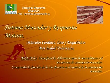 Sistema Muscular y Respuesta Motora.