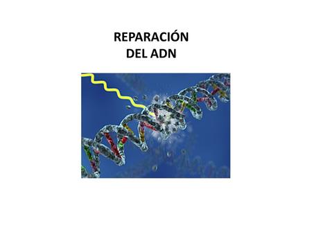 REPARACIÓN DEL ADN.