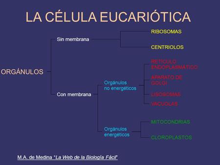 LA CÉLULA EUCARIÓTICA ORGÁNULOS RIBOSOMAS Sin membrana CENTRIOLOS