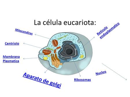 La célula eucariota: Aparato de golgi Reticulo endoplasmatico