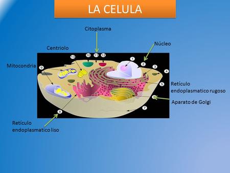 LA CELULA Citoplasma Núcleo Centriolo Mitocondria
