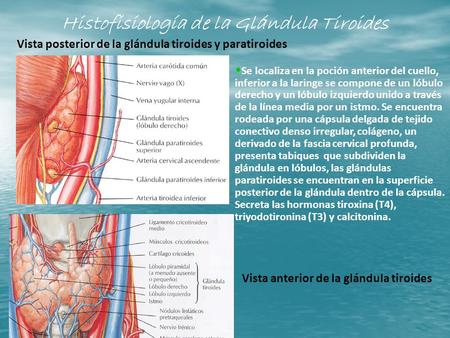 Histofisiología de la Glándula Tiroides