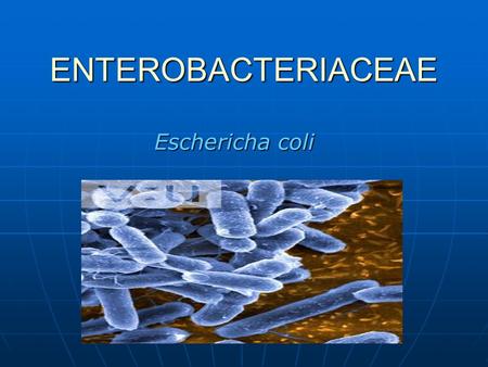 ENTEROBACTERIACEAE Eschericha coli.