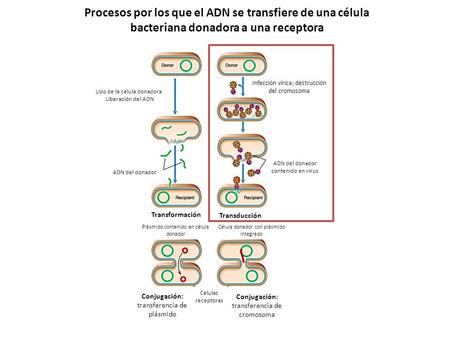 Lisis de la célula donadora: Liberación del ADN ADN del donador