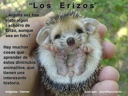 “L o s E r i z o s” ¿Alguna vez has visto algún cachorro de Erizo, aunque sea en foto? Hay muchas cosas que aprender de éstos diminutos animalitos, que.
