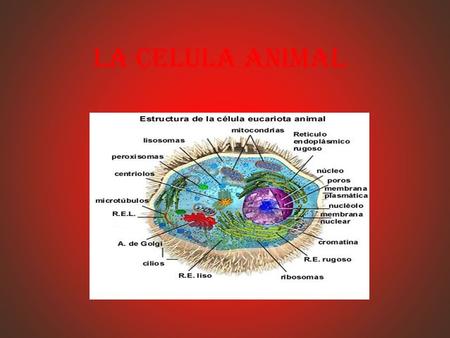LA CELULA ANIMAL.