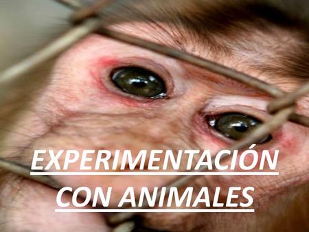 EXPERIMENTACIÓN CON ANIMALES. En este power vamos a hablaros de la experimentación con animales, puede que muchos de vosotros lo veáis como algo correcto,
