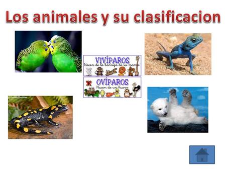 Los animales y su clasificacion