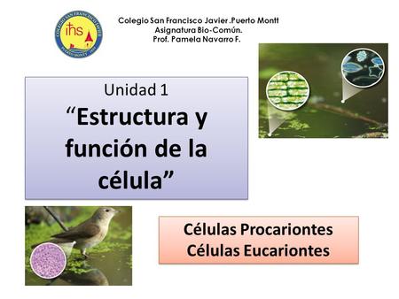 Células Procariontes Células Eucariontes