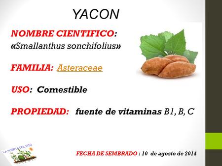 YACON NOMBRE CIENTIFICO: «Smallanthus sonchifolius»