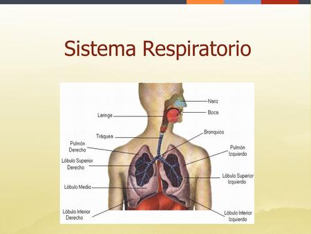 Sistema Respiratorio.