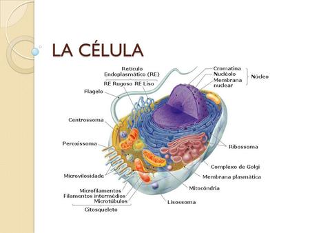 LA CÉLULA.
