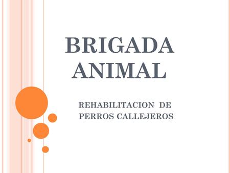 REHABILITACION DE PERROS CALLEJEROS