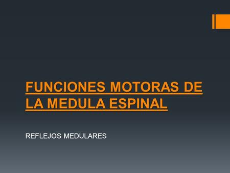 FUNCIONES MOTORAS DE LA MEDULA ESPINAL