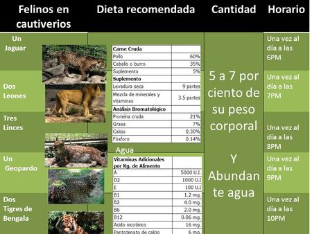 Felinos en cautiverios Dieta recomendadaCantidadHorario Un Jaguar 5 a 7 por ciento de su peso corporal Y Abundan te agua Una vez al día a las 6PM Dos Leones.