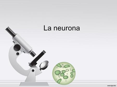 La neurona.