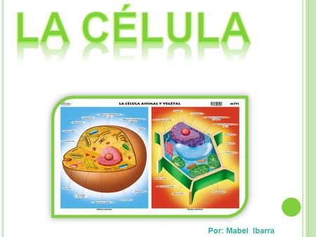La célula Por: Mabel Ibarra.