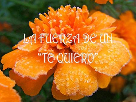 Pueden decirte TE QUIERO de muchas formas o maneras diferentes Hay un TE QUIERO para casi cada instante.. Hay un TE QUIERO dicho por el amigo...