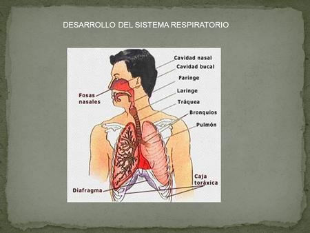 DESARROLLO DEL SISTEMA RESPIRATORIO
