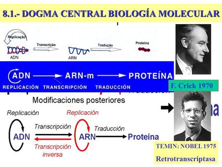 8.1.- DOGMA CENTRAL BIOLOGÍA MOLECULAR TEMIN: NOBEL 1975 Retrotranscriptasa F. Crick 1970.