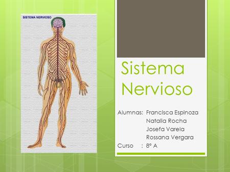 Sistema Nervioso Alumnas: Francisca Espinoza Natalia Rocha