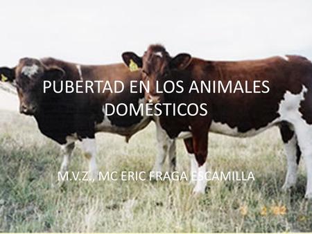 PUBERTAD EN LOS ANIMALES DOMÉSTICOS