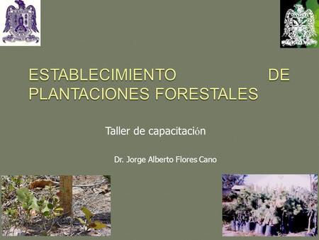 ESTABLECIMIENTO DE PLANTACIONES FORESTALES