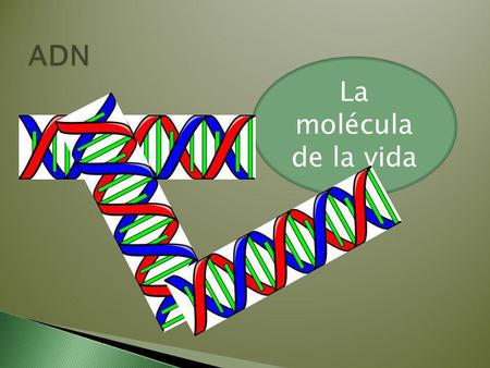 ADN La molécula de la vida.