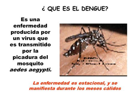 Es una enfermedad producida por un virus que es transmitido por la picadura del mosquito aedes aegypti. ¿ QUE ES EL DENGUE? La enfermedad es estacional,