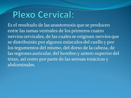 Plexo Cervical: Es el resultado de las anastomosis que se producen entre las ramas ventrales de los primeros cuatro nervios cervicales, de las cuales se.