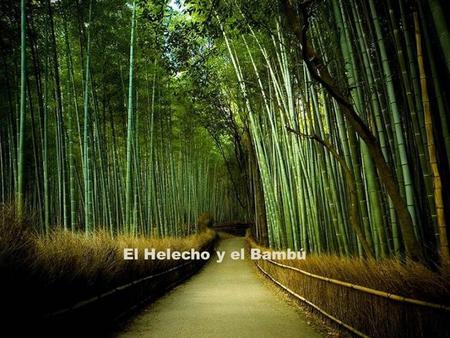 El Helecho y el Bambú.