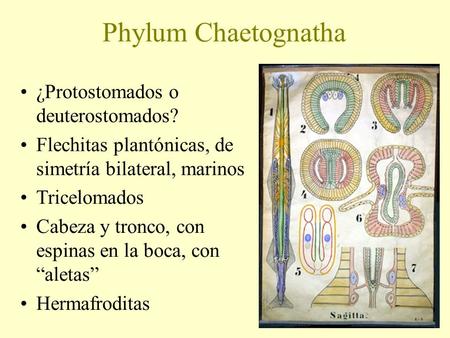 Phylum Chaetognatha ¿Protostomados o deuterostomados?