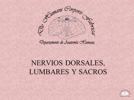 NERVIOS DORSALES, LUMBARES Y SACROS