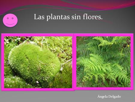 Las plantas sin flores. Plantas sin flores Ángela Delgado.